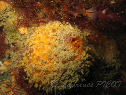 eponge orange de mer.JPG - éponge orange de mer en phase de reproduction par bourgeonnement